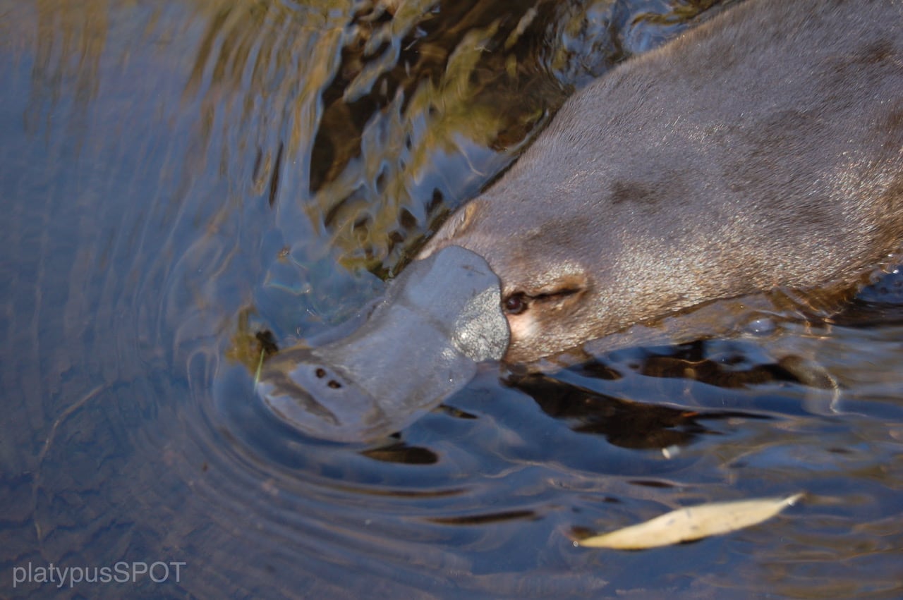 National icon, the platypus, declared a threatened species in Victoria