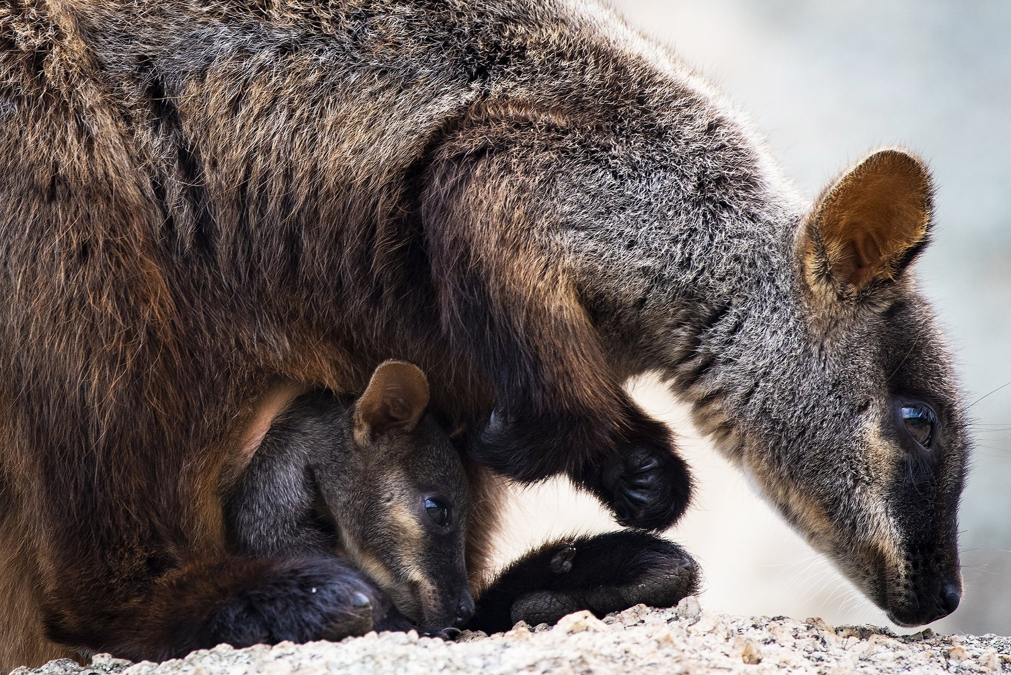 A wallaby rare rockwallabies rescued from bushfires return