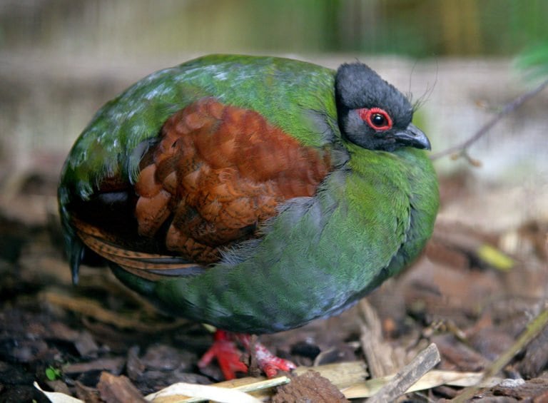 The crested wood partridge is just fabulous Australian Geographic