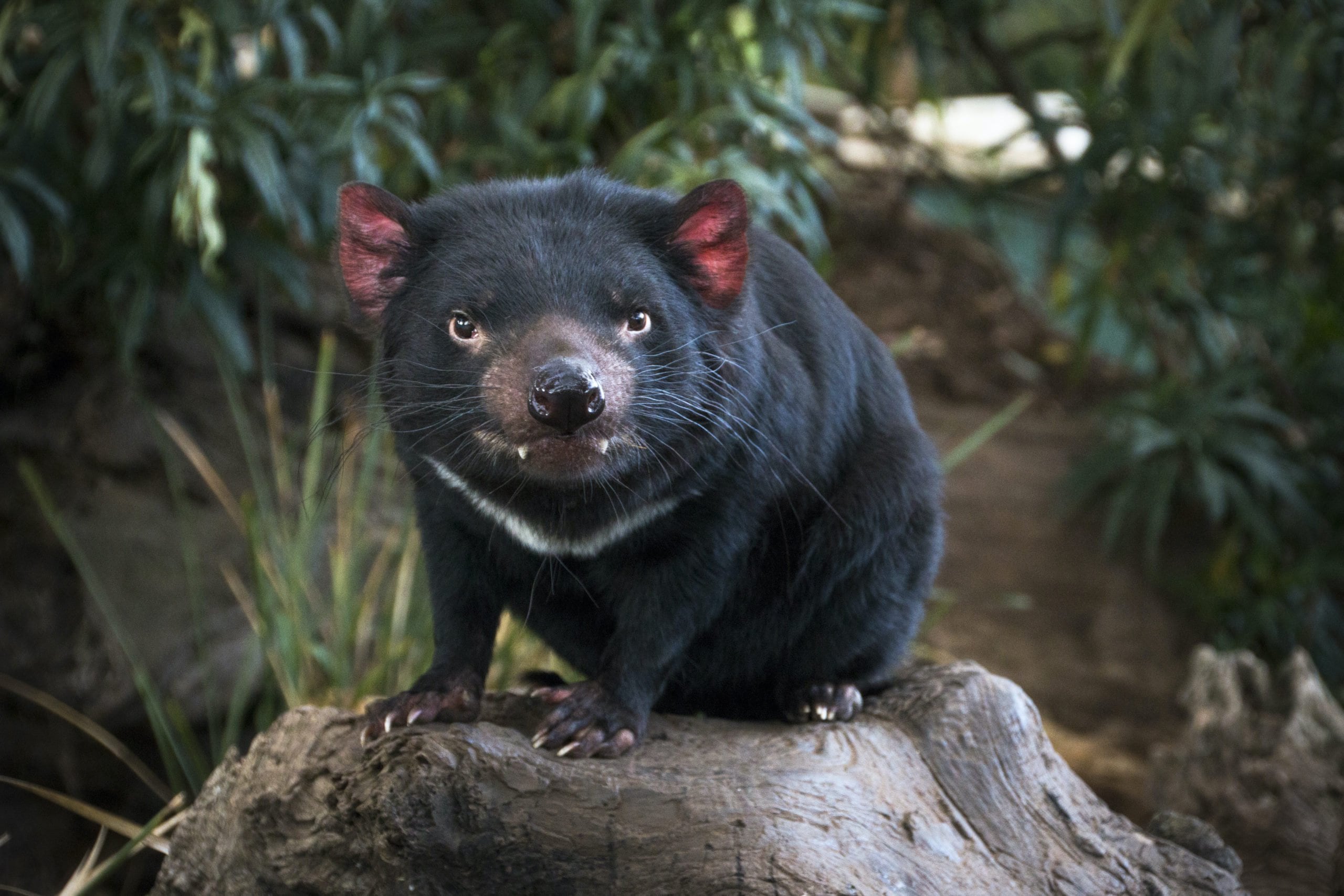 Tasmanian Devil - Threatened Species Link