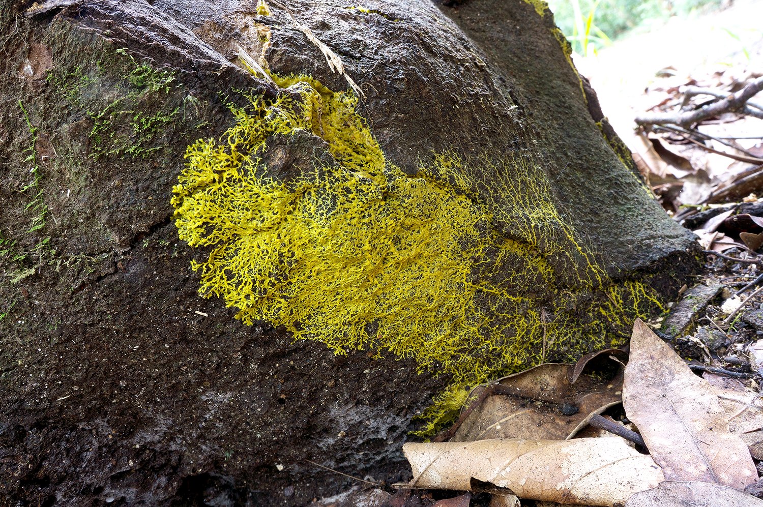 Yellow-coloured mould on a rock.