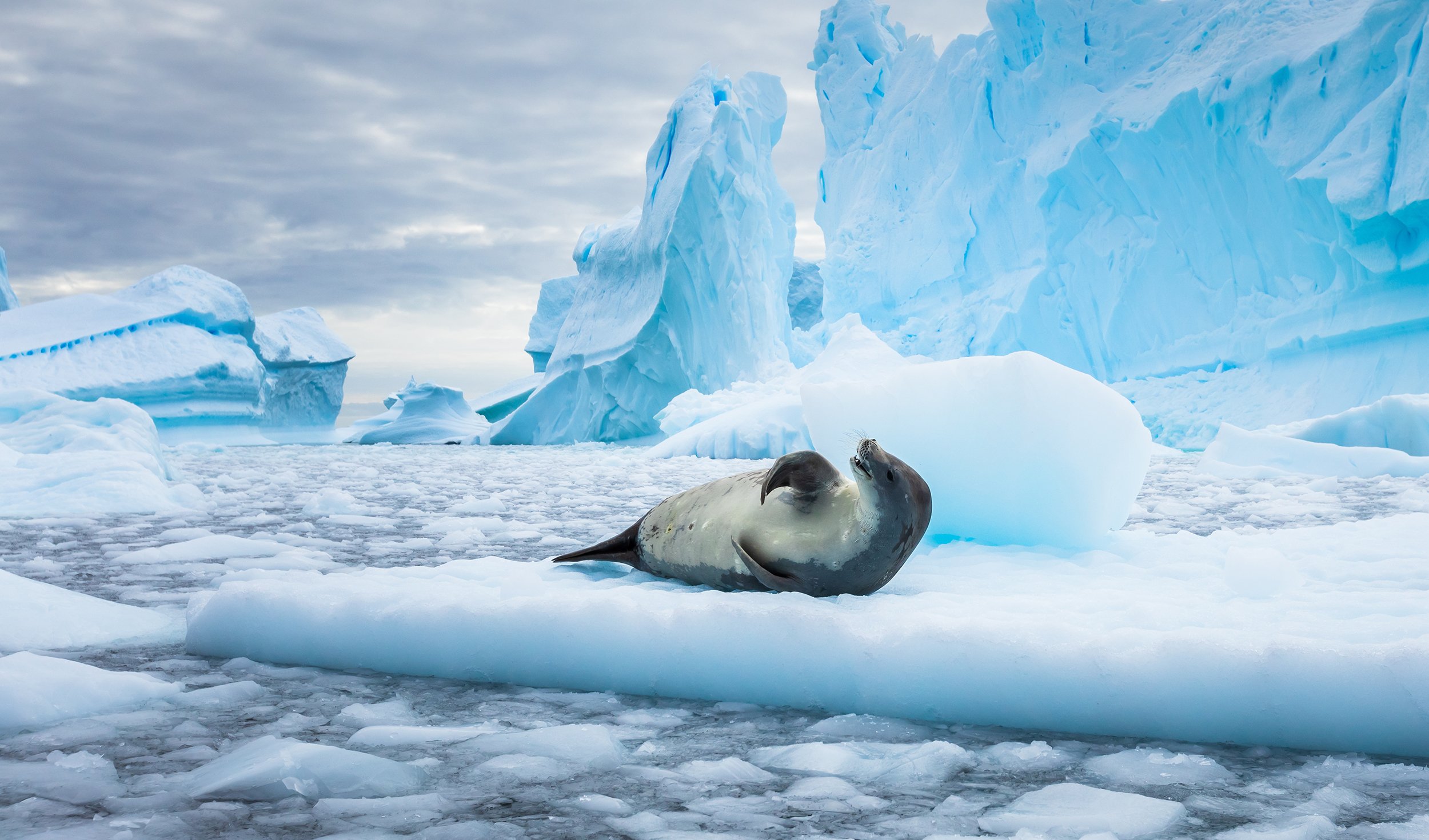 COVID has reached Antarctica and scientists are concerned for its wildlife  - Australian Geographic