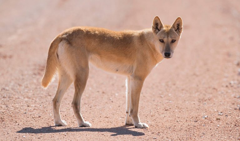 The impact of eradicating dingoes from the landscape are visible from