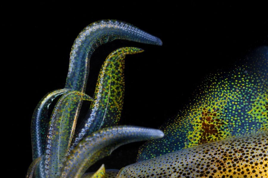 These photographs will make you see squids in a whole new light