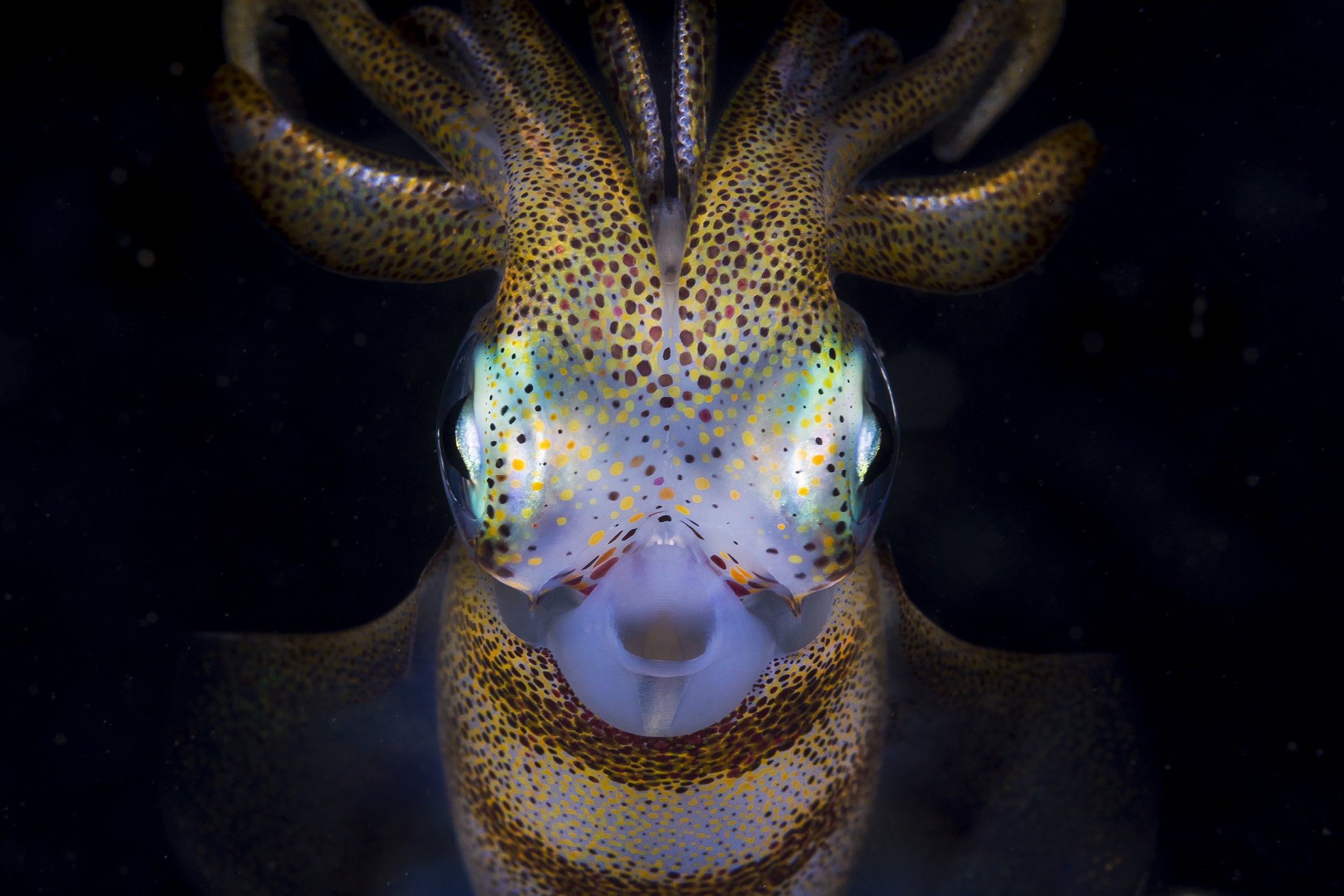 These photographs will make you see squids in a whole new light