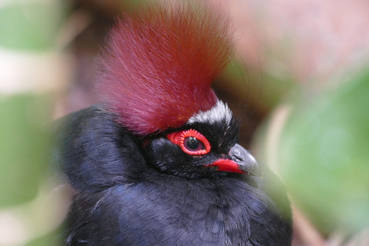 The crested wood partridge is just fabulous Australian Geographic