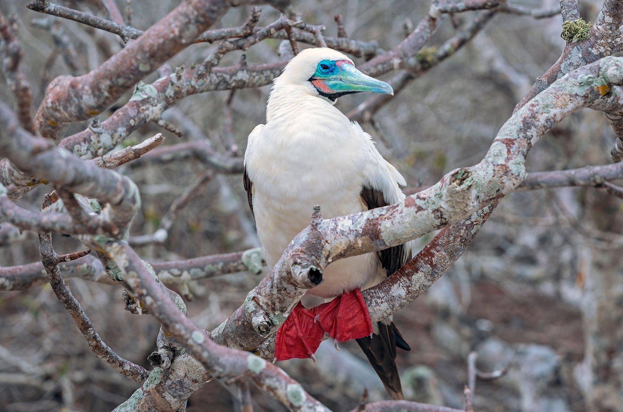 The red-footed booby has a rainbow Paddle Pop beak - Australian Geographic