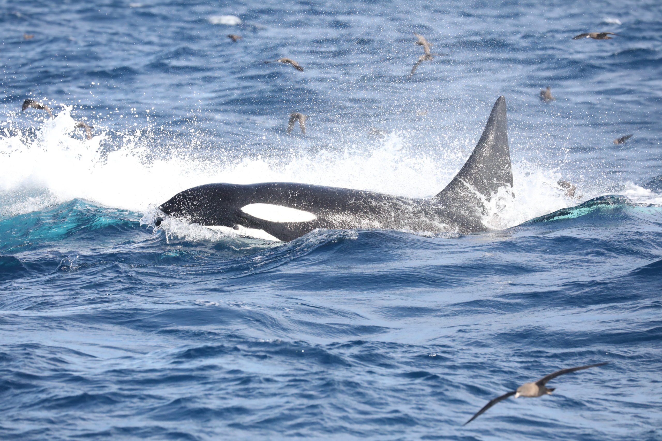 Killer Whale Eating Blue Whale