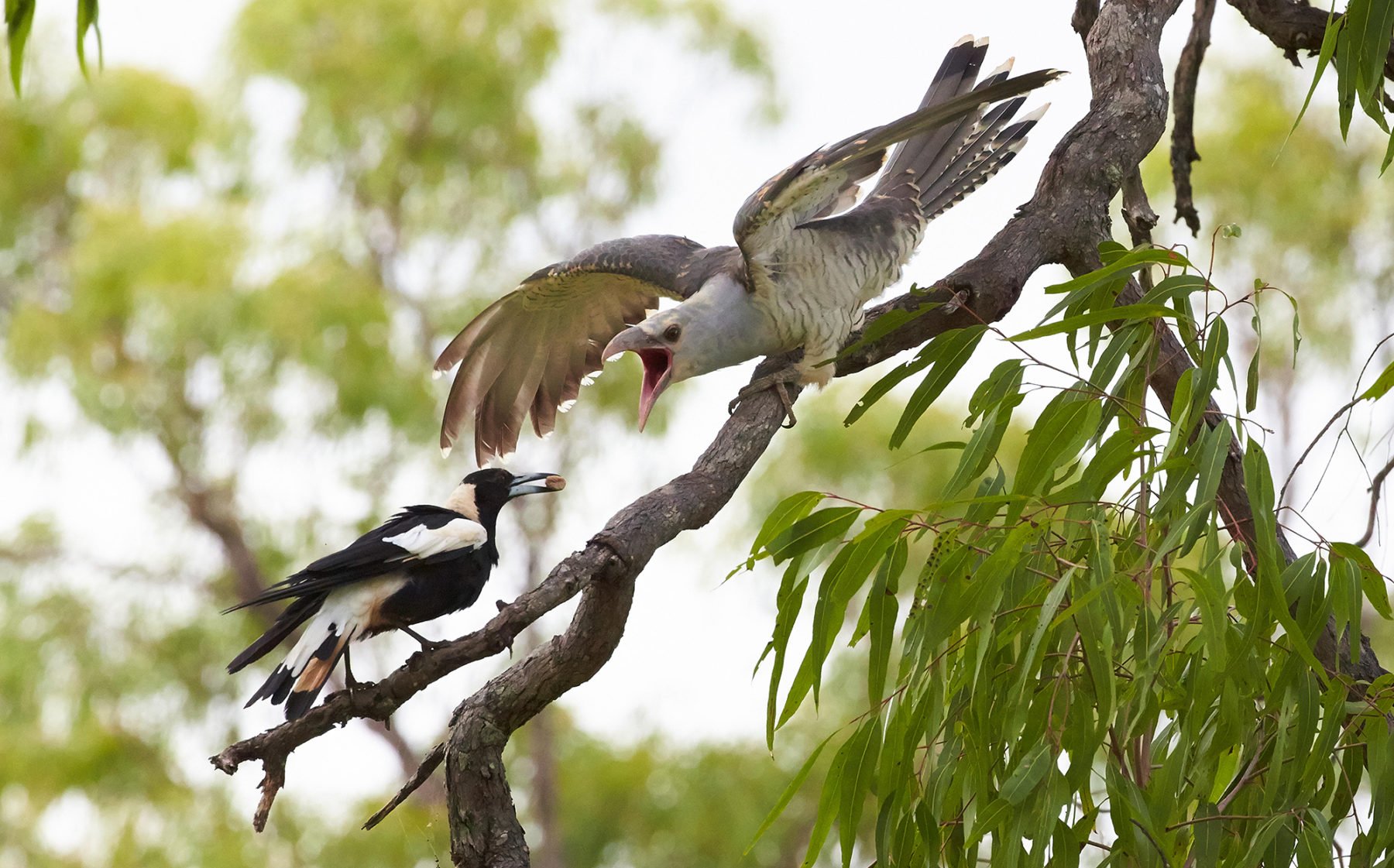 A magpie being attacked by a channel-billed cuckoo