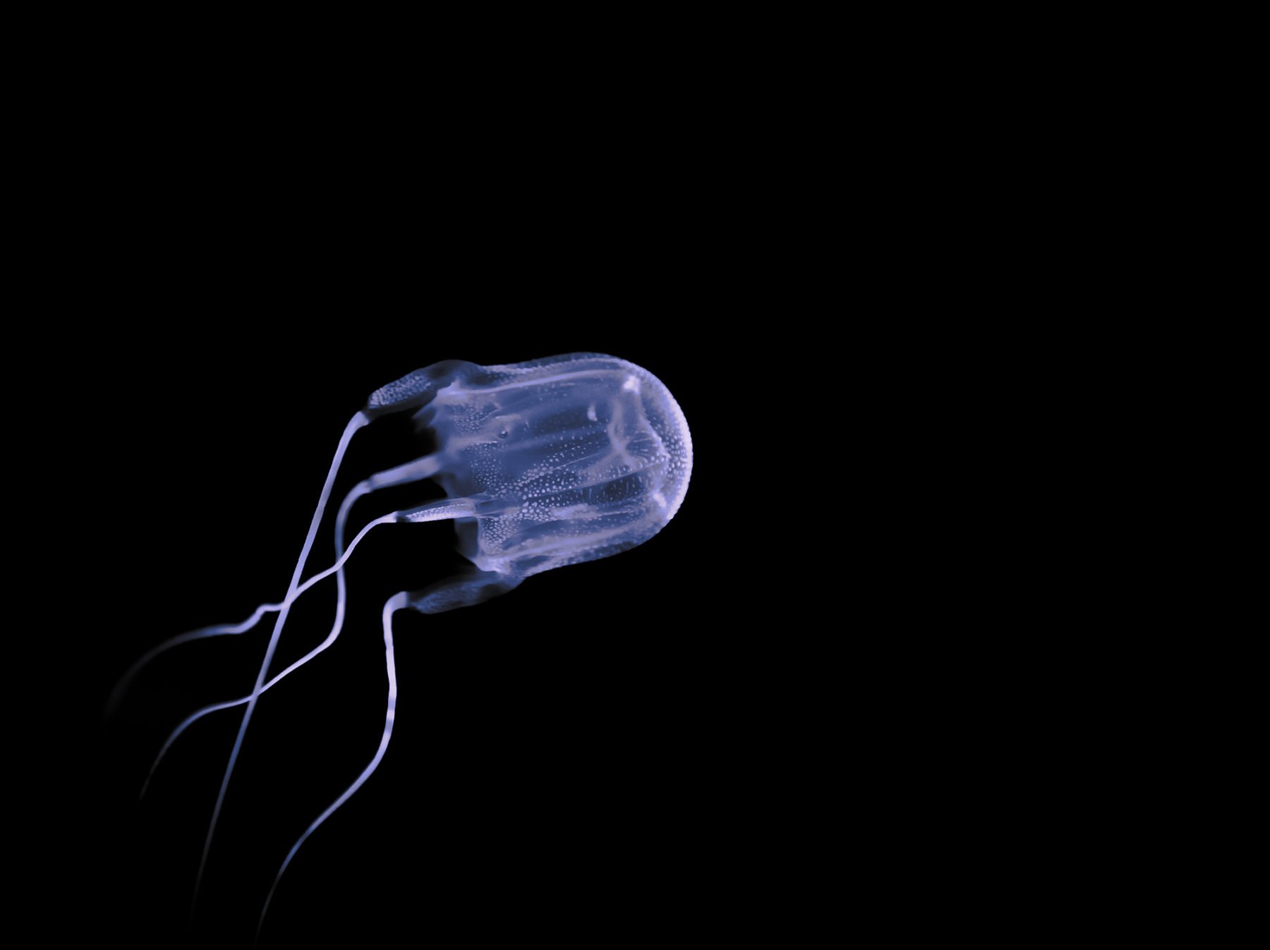 A Queensland teenager has died from a box jellyfish sting Australian