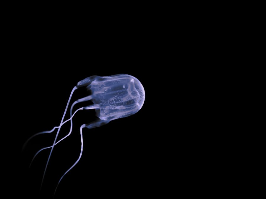 https://www.australiangeographic.com.au/wp-content/uploads/2021/03/box-jellyfish-900x674.jpg?quality=75