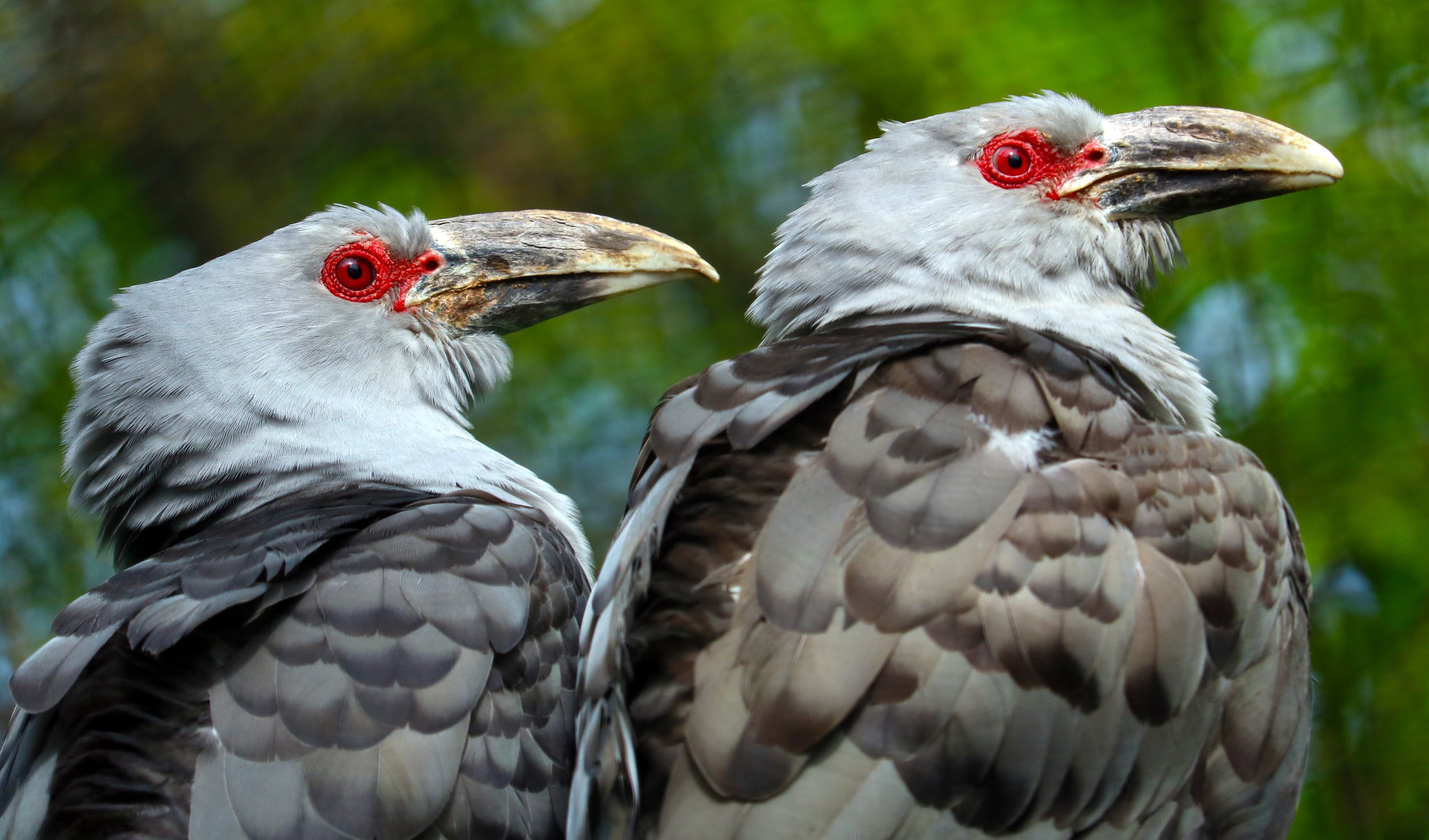 The channel-billed cuckoo is a magpie's worst nightmare - Australian  Geographic