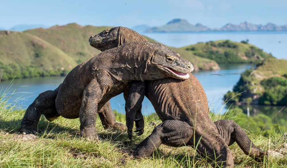 comodo dragon size