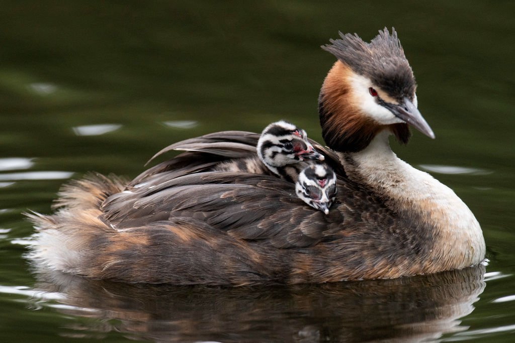 Great crested grebes are ridiculously good at this - Australian Geographic