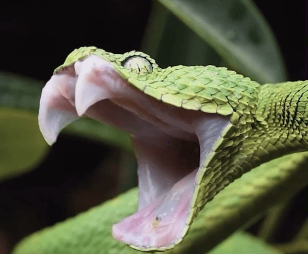 Why do snakes yawn? Australian Geographic