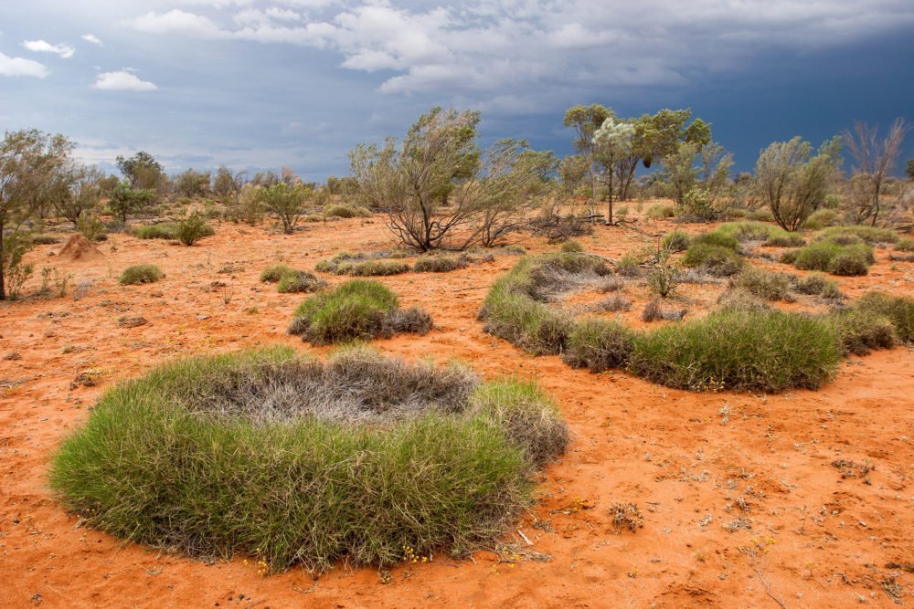 The fairy ring mystery, solved Australian Geographic