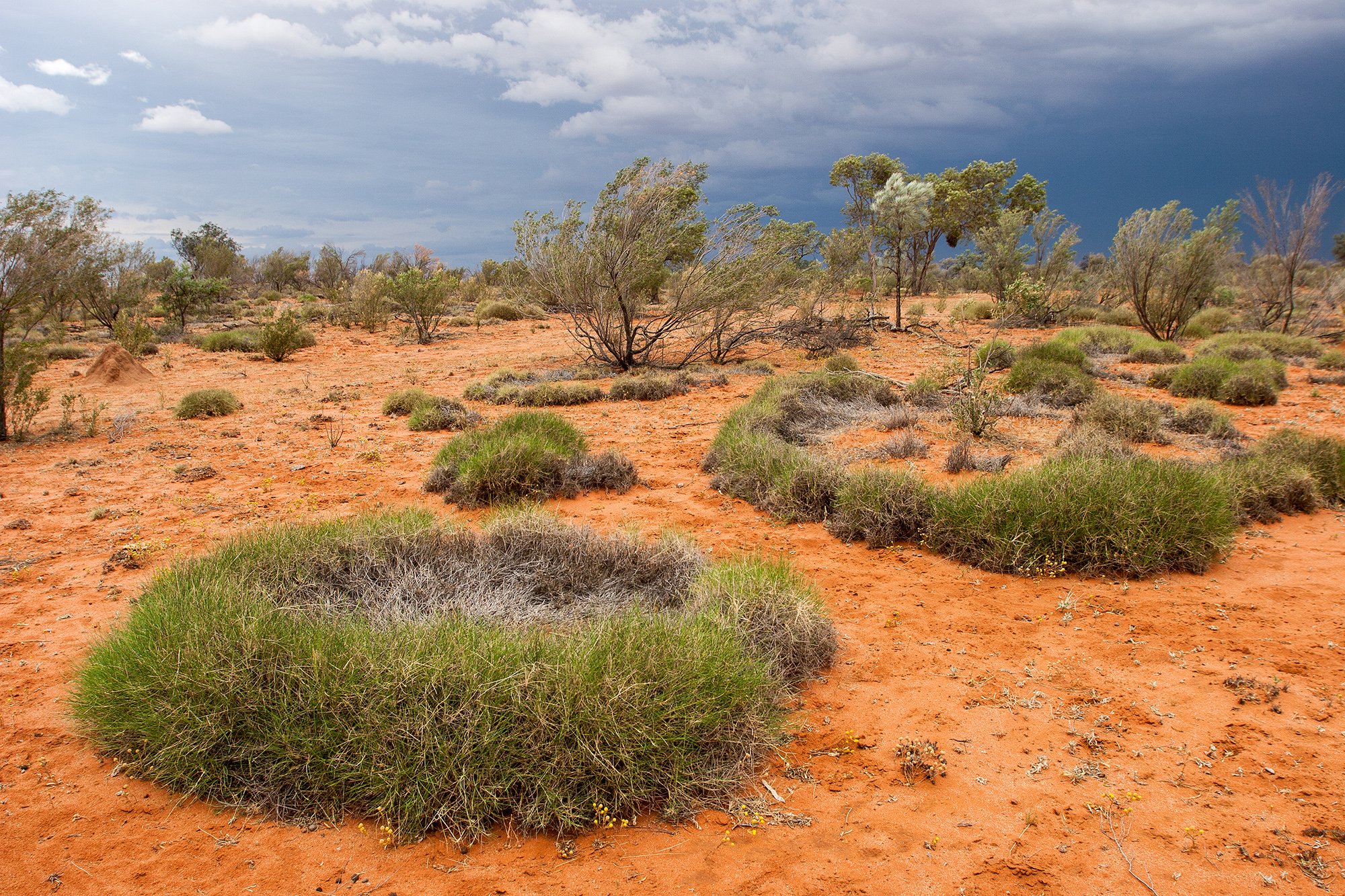 The fairy ring mystery, solved - Australian Geographic