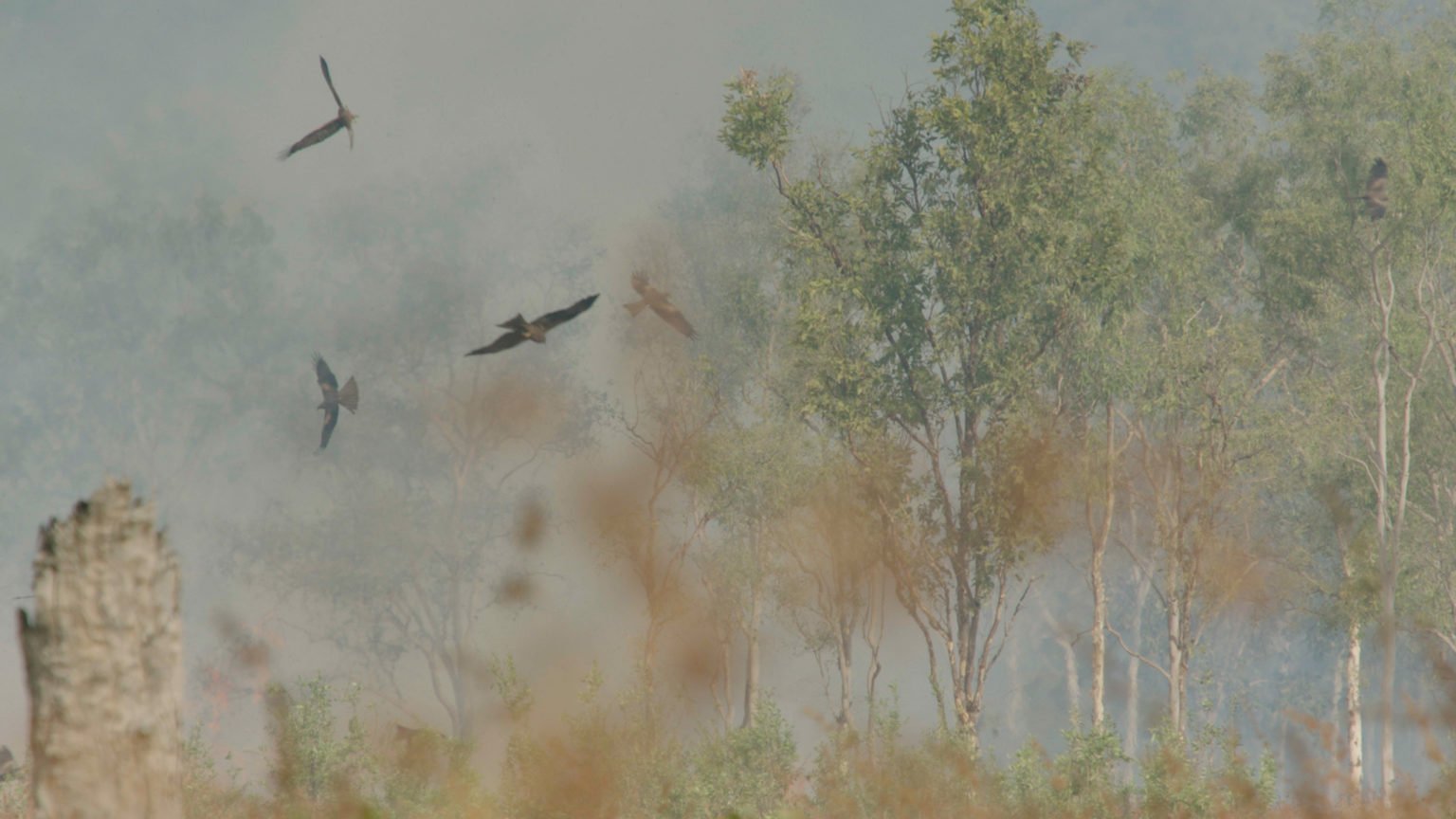 Watch raptors use smouldering sticks to spread bushfires and corner