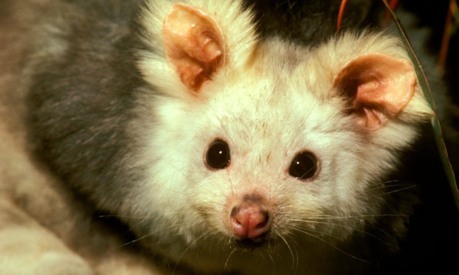Drop bears target tourists, study says - Australian Geographic