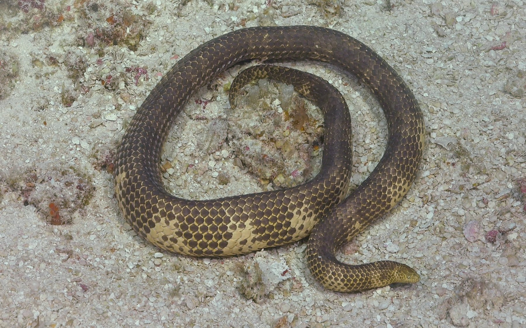A guide to the sea snakes of Australia Australian Geographic