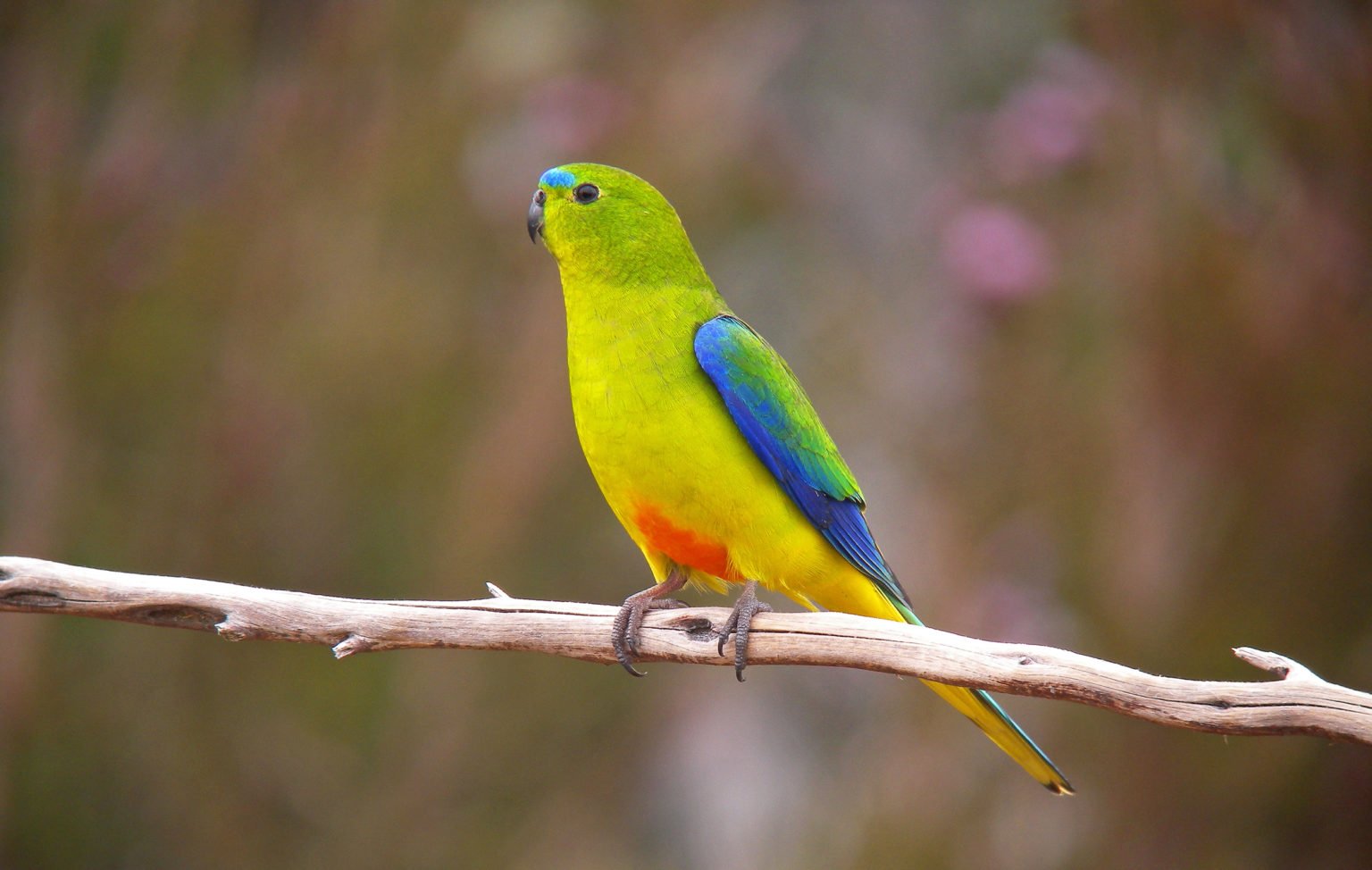 Endangered orangebellied parrots released into wild Australian Geographic