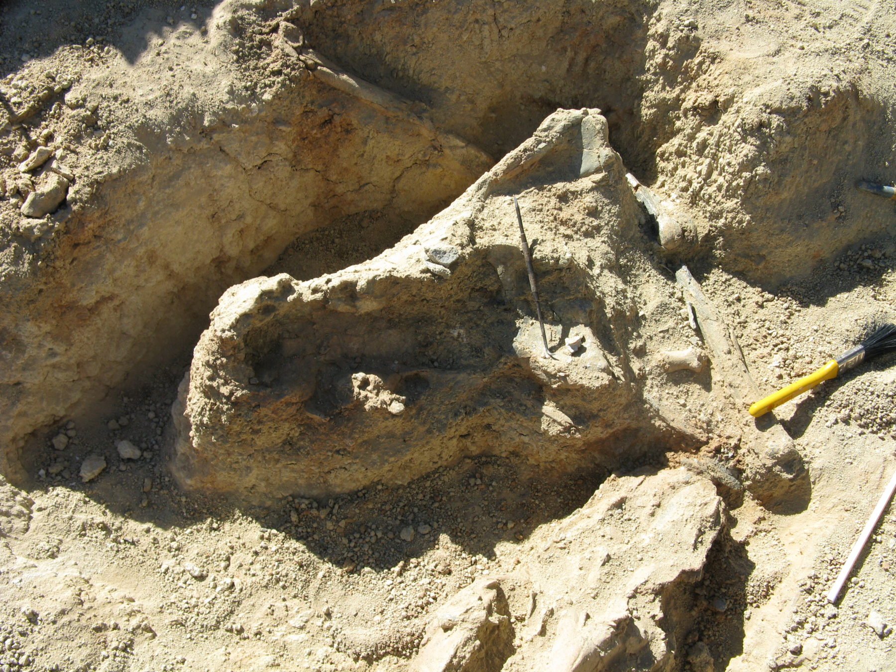 Доисторическая девушка замороженная 40 миллионов лет. Раскопки в Австралии 2016. Раскопки найден череп древней рептилии. Бразилия археологи раскопки найден череп древней рептилии. Огромный череп раскопки.