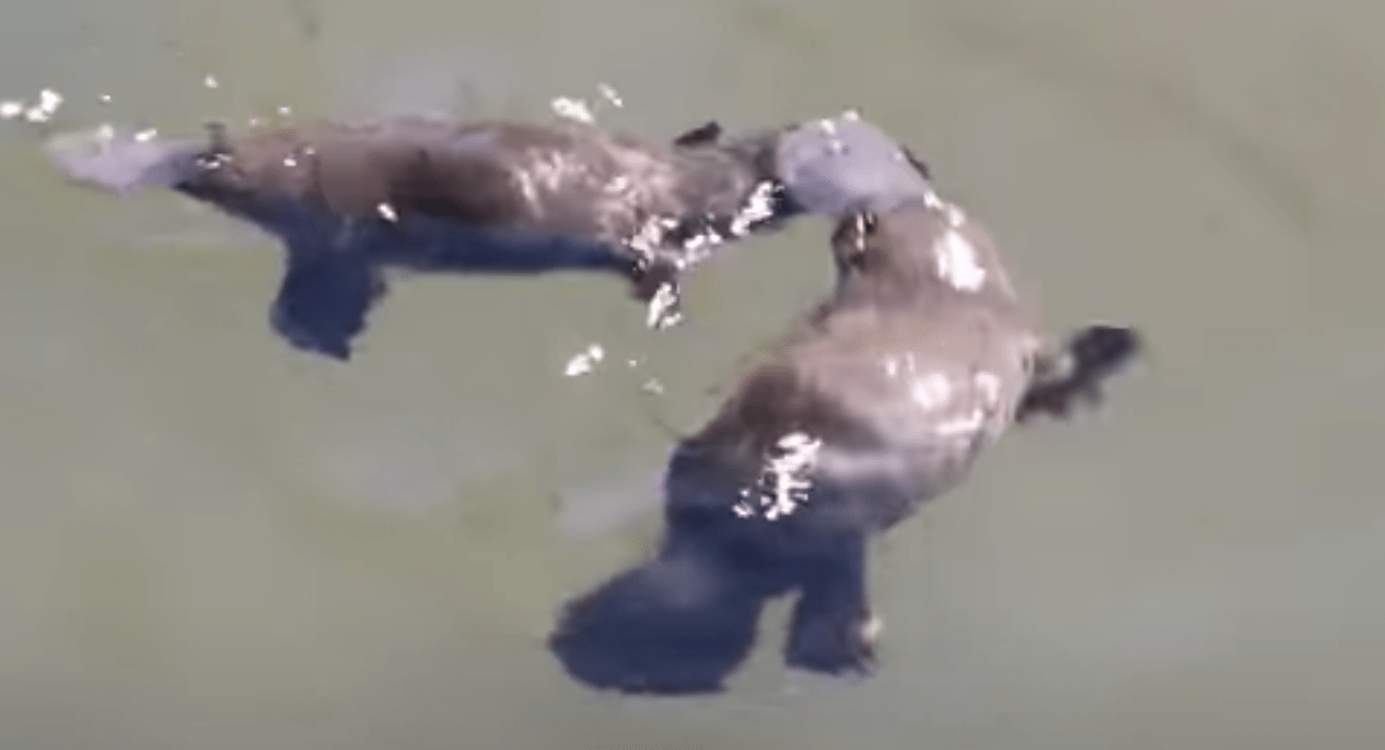 Rare video of platypus mating - Australian Geographic