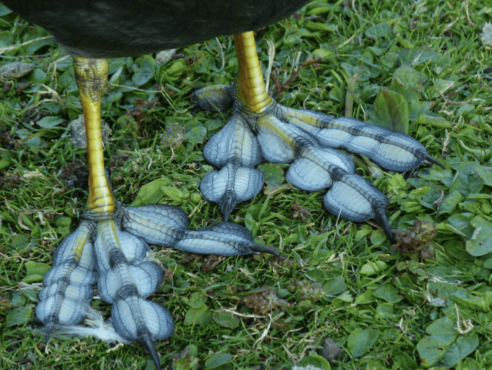 The Australian coot has actual clown feet Australian Geographic