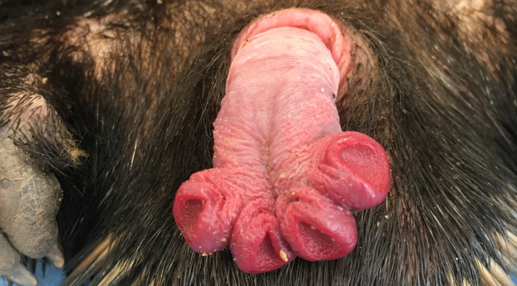 Looking dicks weird Bizarre Tubes