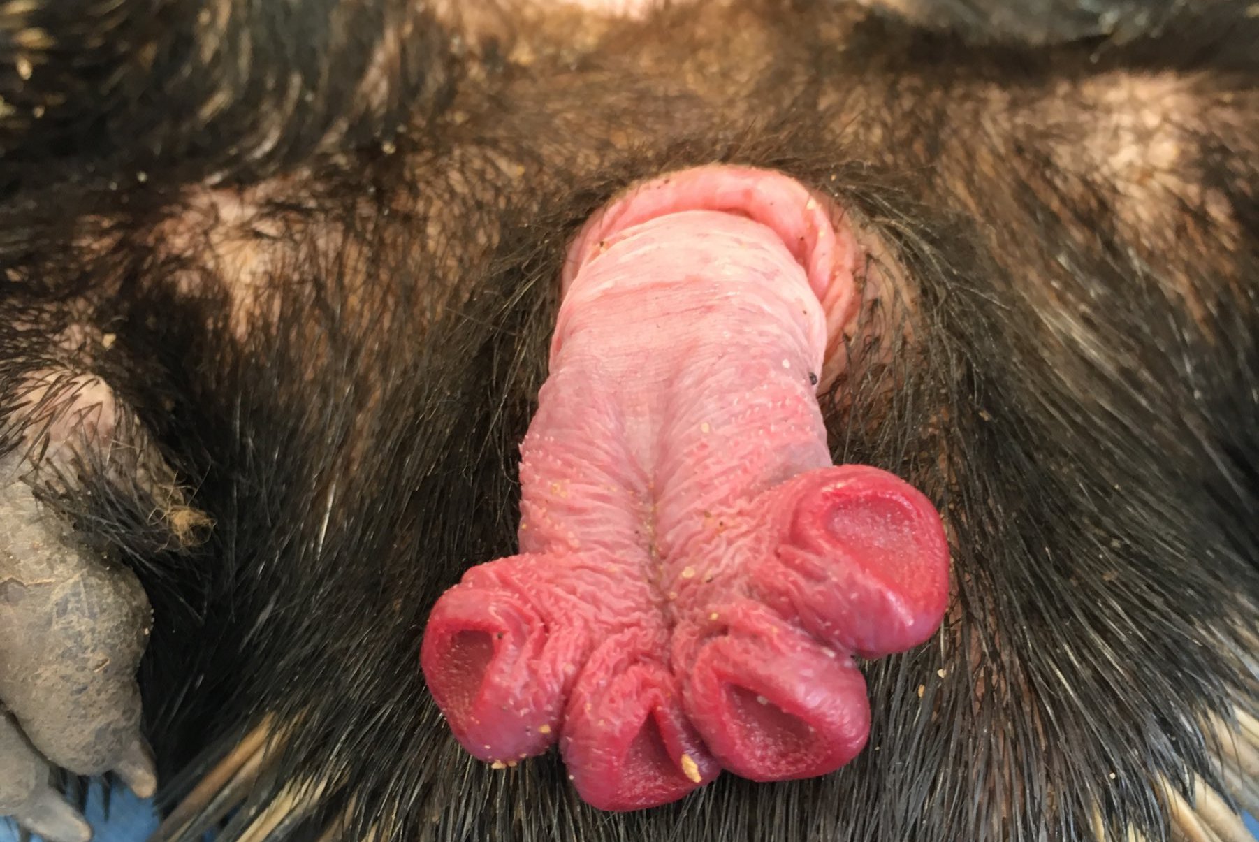 Echidna penises: Why they're so weird - Australian Geographic