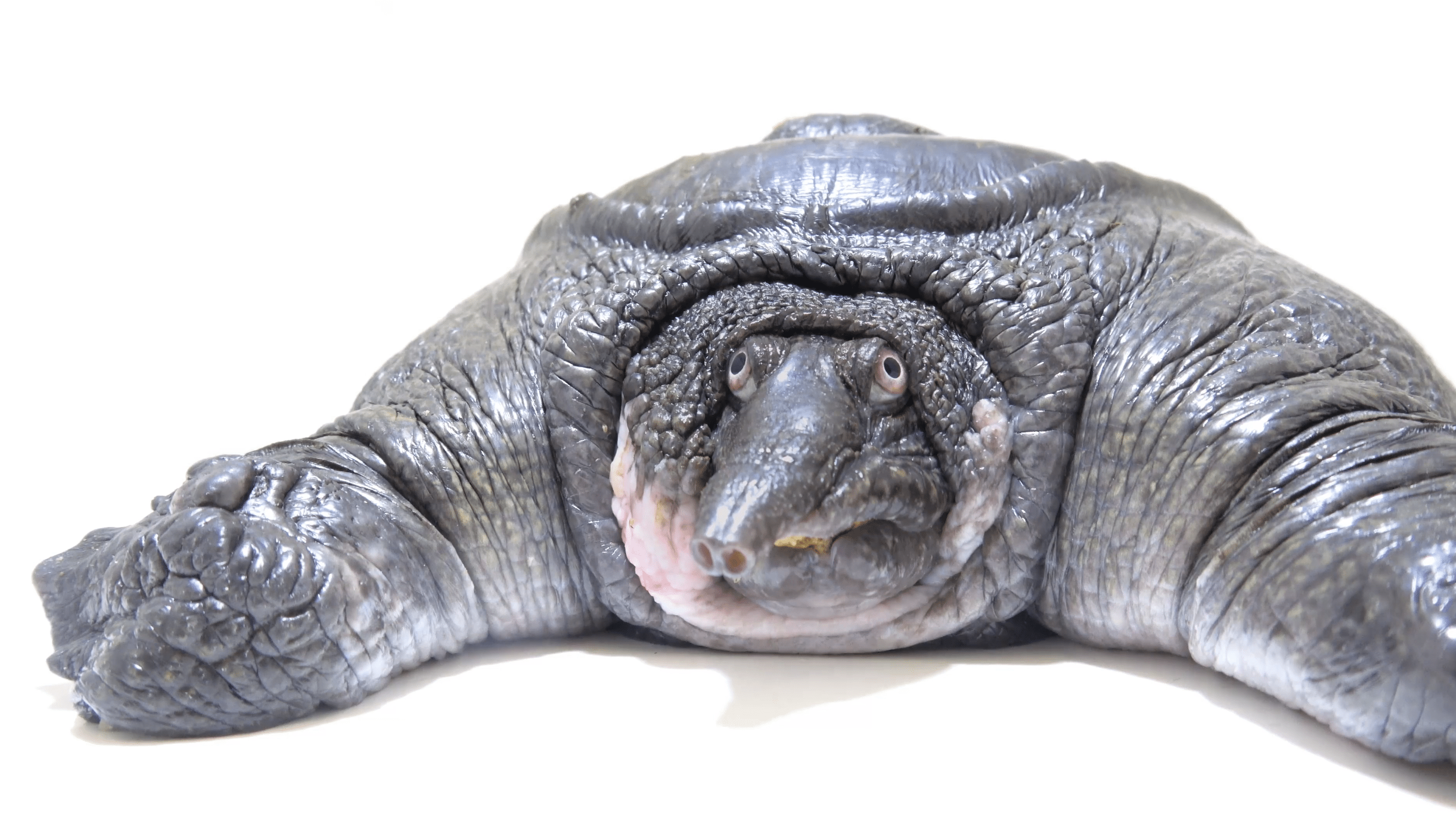 What the Burmese peacock softshell turtle does with its head is  spectacularly cool - Australian Geographic