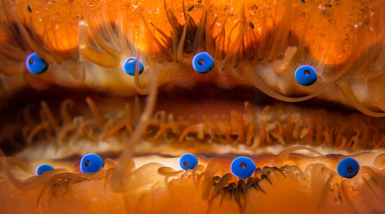 Pecten eye hi-res stock photography and images - Alamy