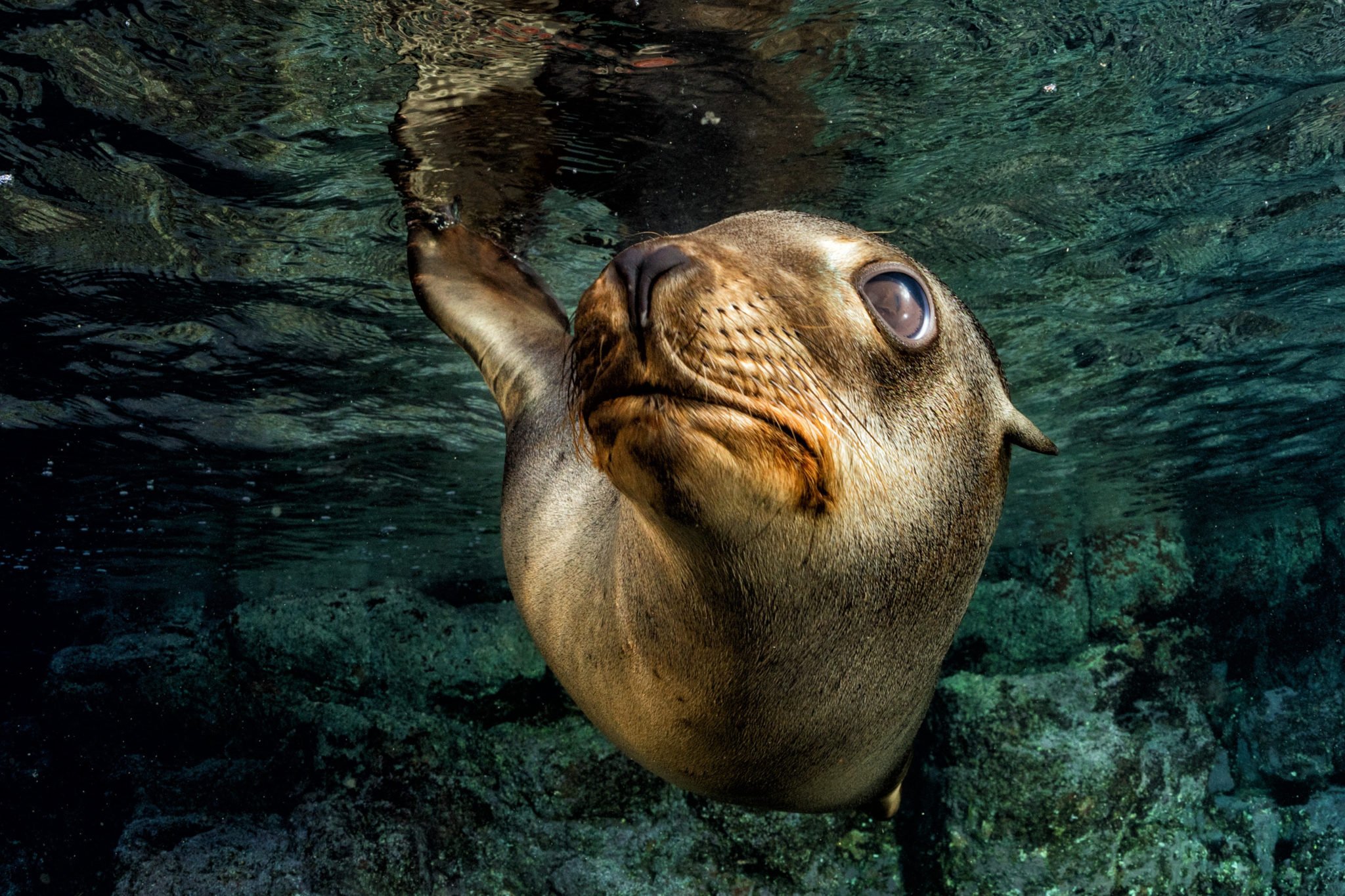 Need for speed led to seal swim evolution Australian Geographic