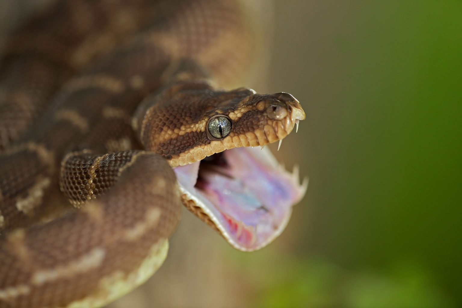 Which snakes have the sharpest teeth? Scientists are closer to