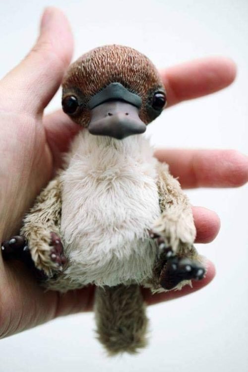 duck billed platypus baby duck billed platypus baby