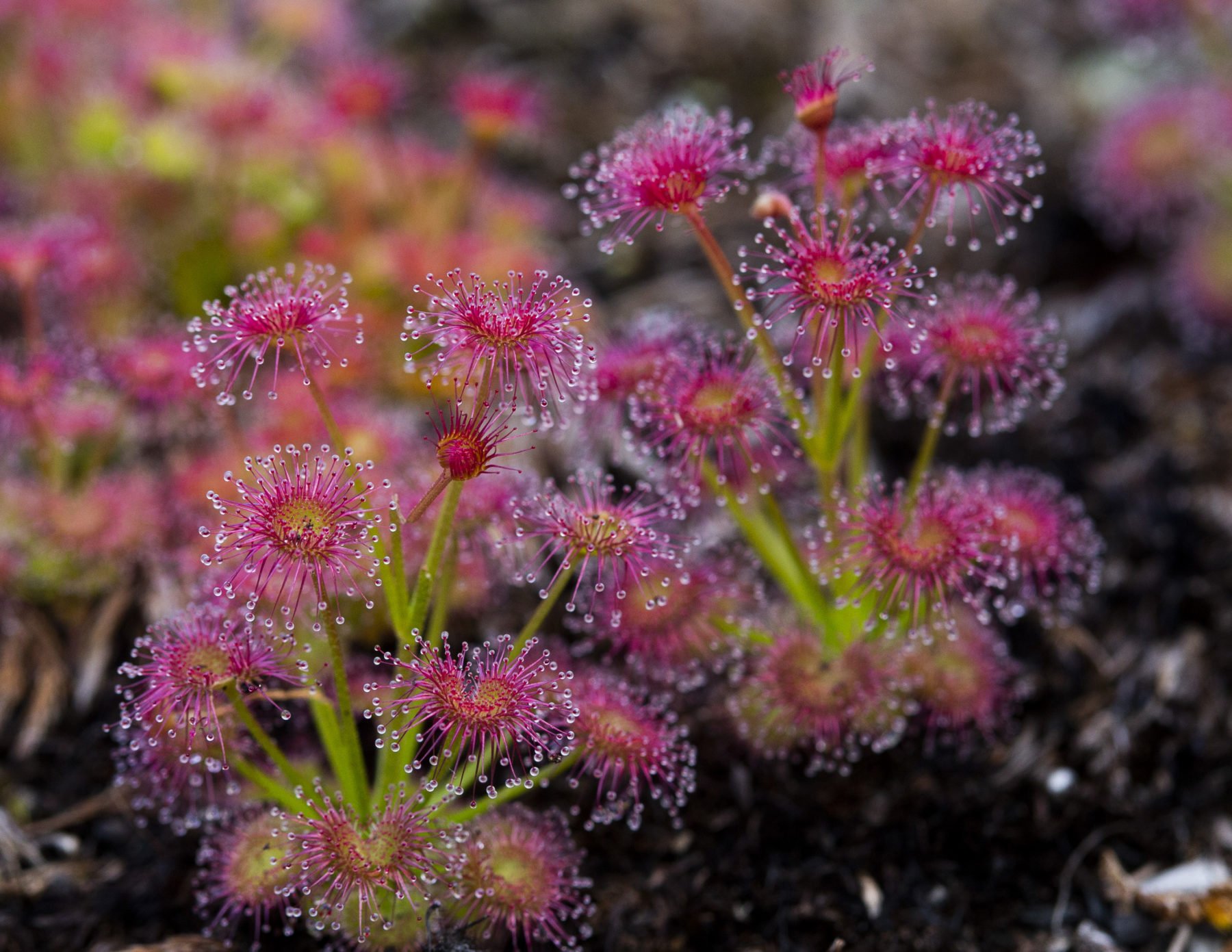 Ælte Forkæle jøde The weird world of Australia's carnivorous plants - Australian Geographic