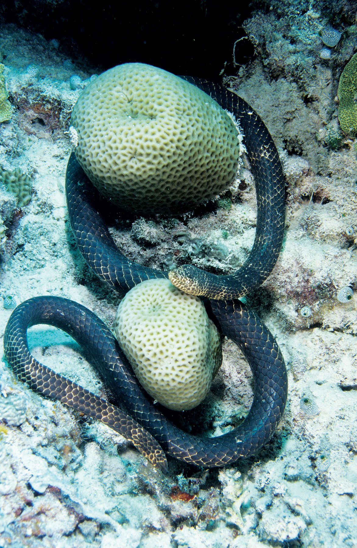 A Dubois’ sea snake wrapped around coral in a reef underwater.
