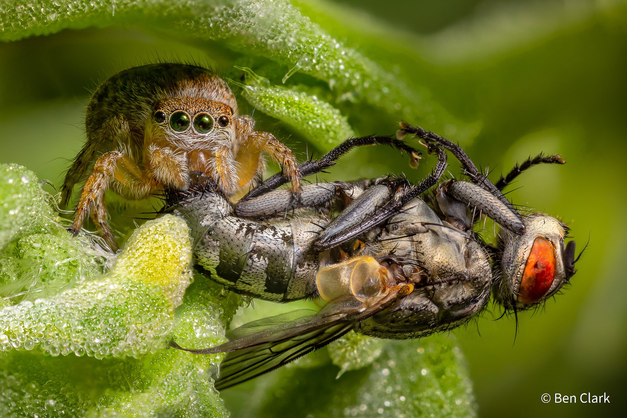 AG Nature Photographer of the Year 2021 Animal behaviour
