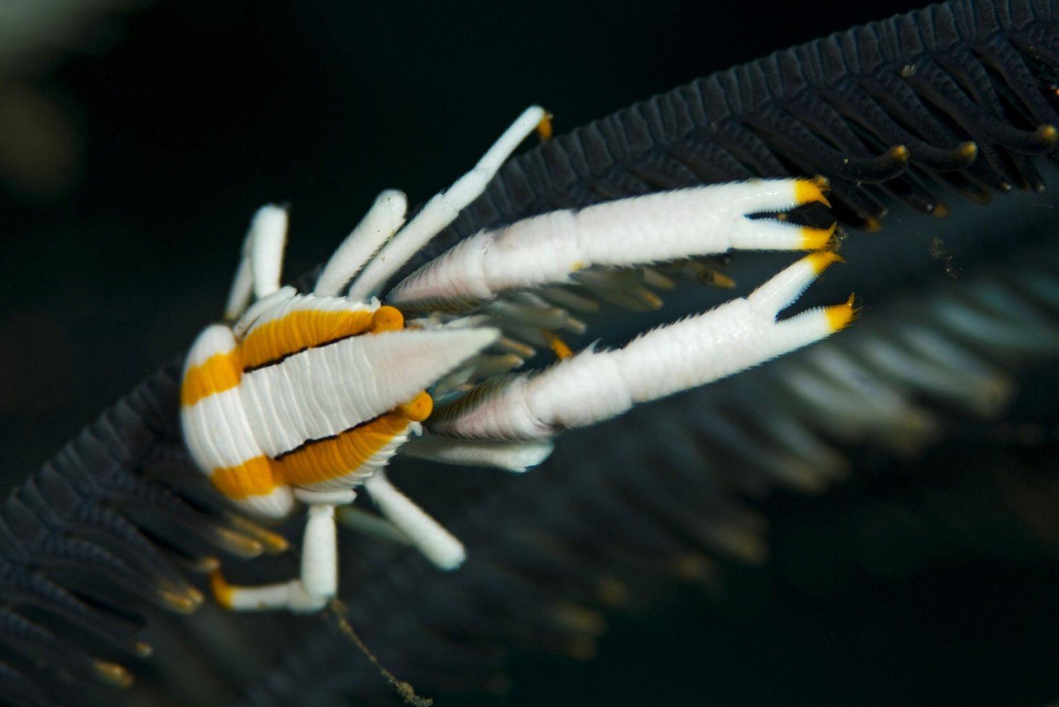 The elegant squat lobster has some wacky friends Australian Geographic