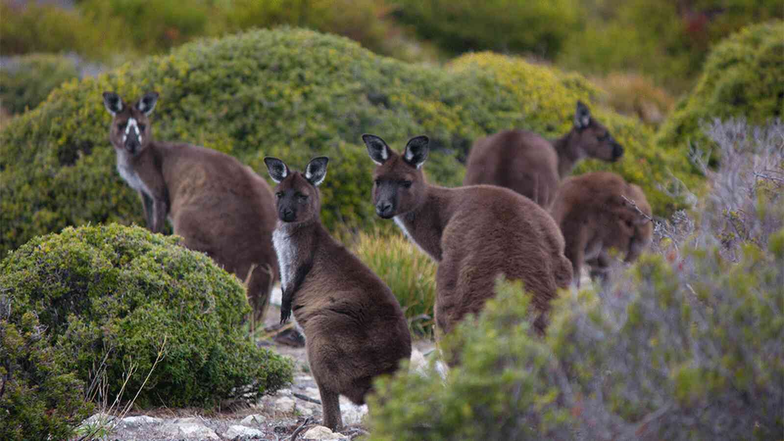 kangaroo island wildlife tour