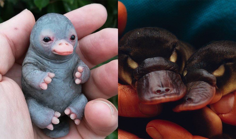That's not a baby platypus, this is a baby platypus - Australian Geographic