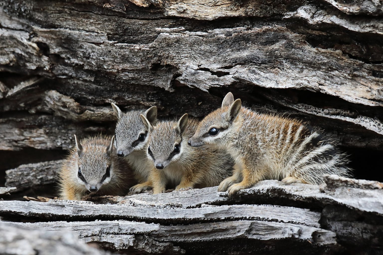 Best numbat posts reddit