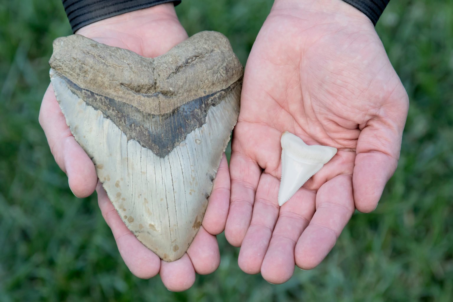 dente di megalodon