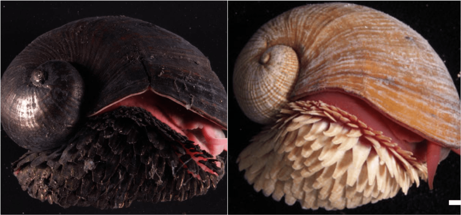 The scalyfoot snail’s shell is made of actual iron and it’s