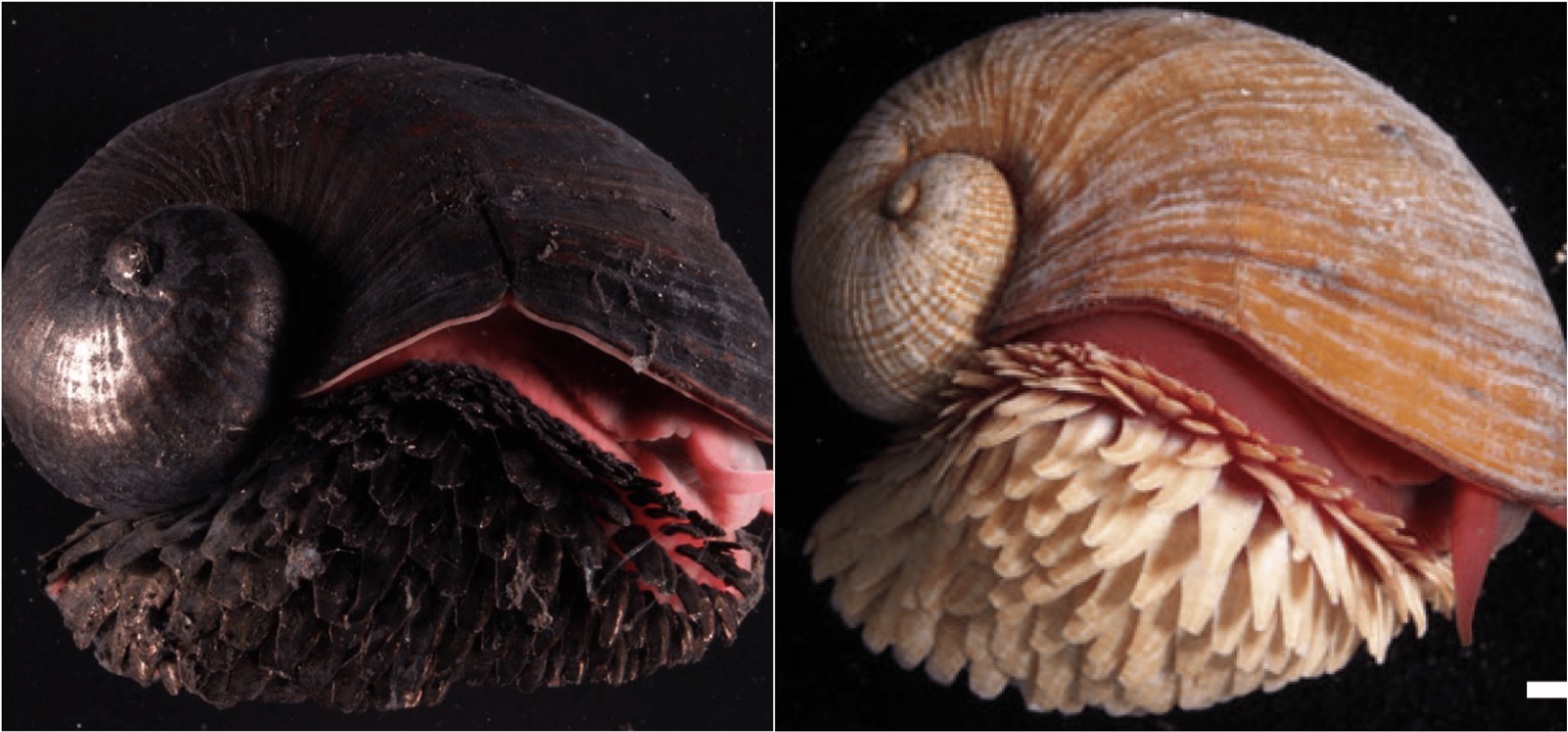 The scaly-foot snail's shell is made of actual iron – and it's magnetic -  Australian Geographic