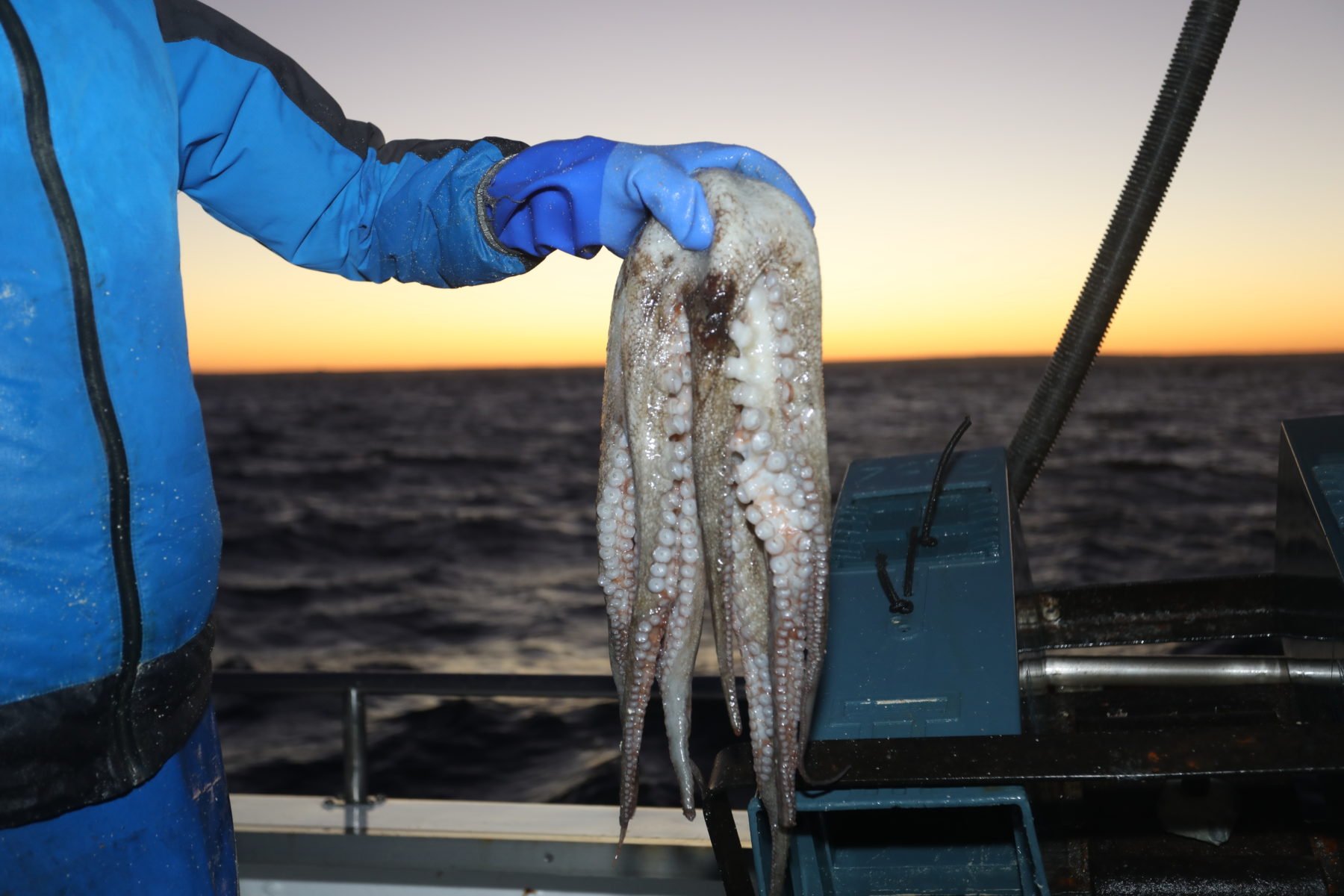 A man in a blue swimsuit holding an octopus on a boat at sunset.