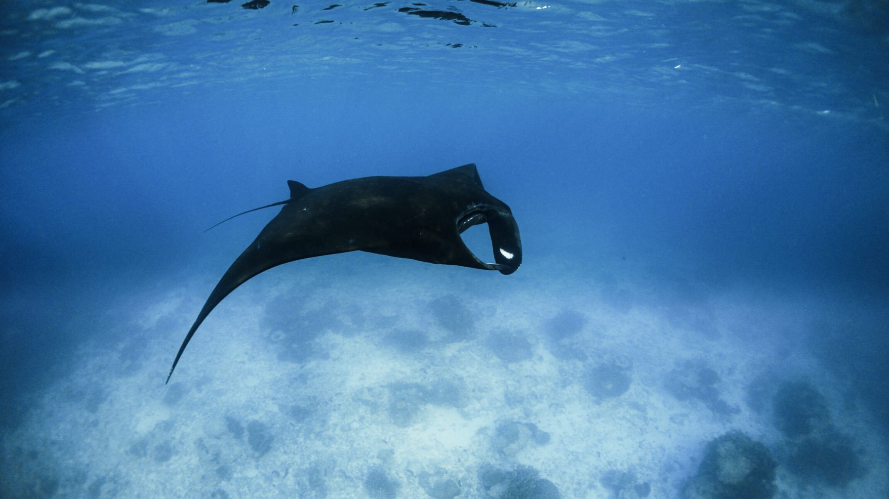 ácido batalla Habitual Rare black manta ray spotted on the Great Barrier Reef - Australian  Geographic