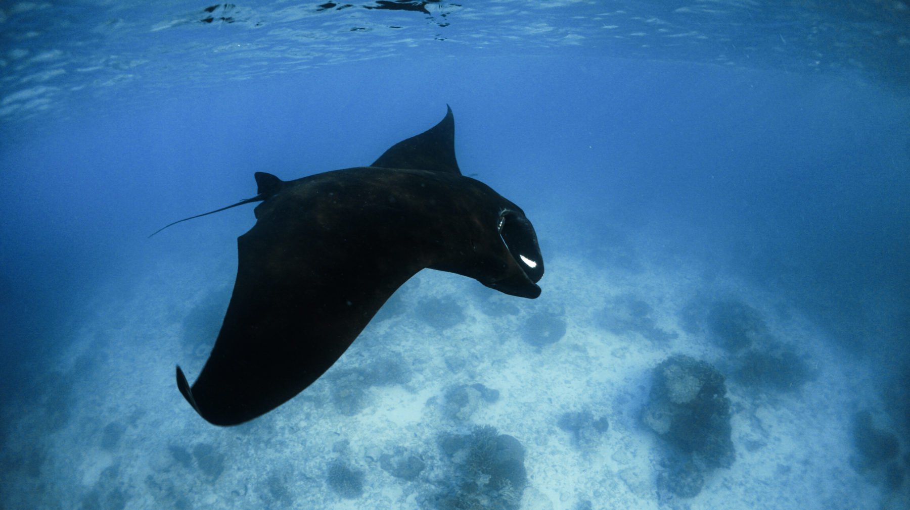 ácido batalla Habitual Rare black manta ray spotted on the Great Barrier Reef - Australian  Geographic