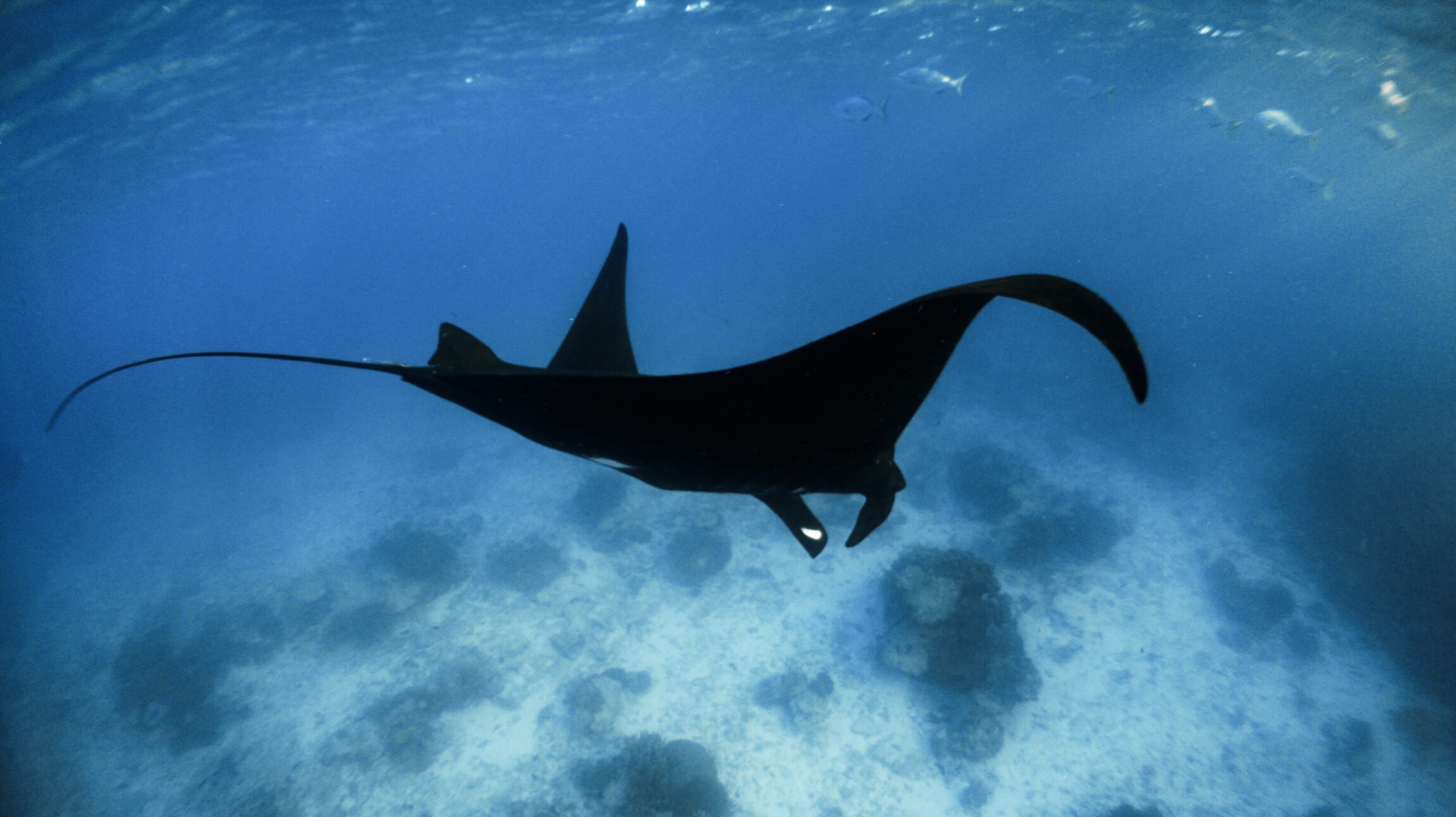 ácido batalla Habitual Rare black manta ray spotted on the Great Barrier Reef - Australian  Geographic