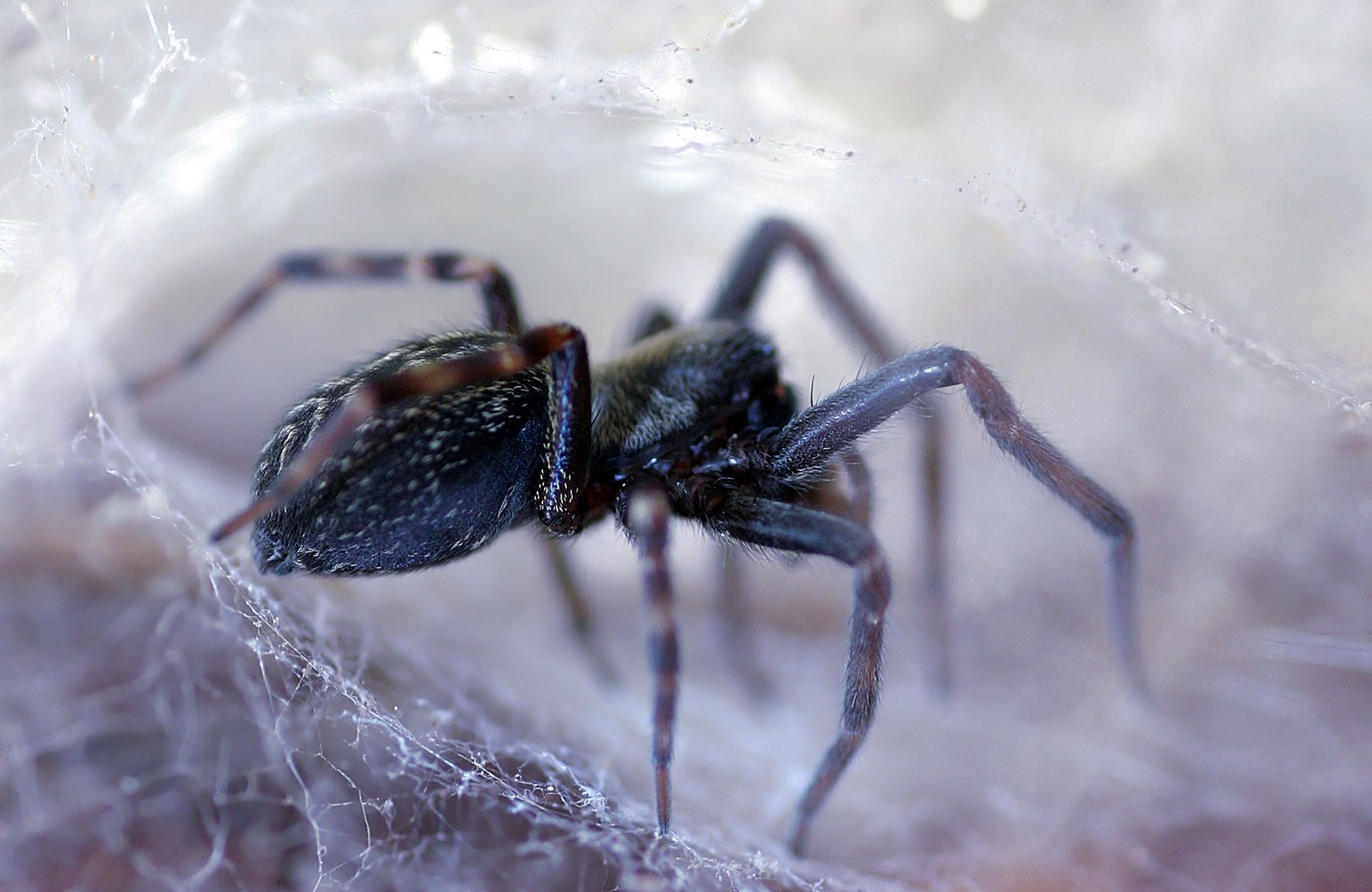 The common black house spider: a case of mistaken identity - Australian  Geographic